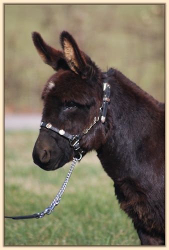 Itsy Bitsy Stardance, miniature donkey brood jennet at Half  Ass Acres