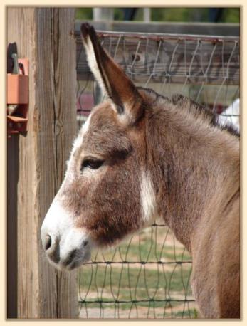 Windcrest Red Target, dark red brood jennet at Half Ass Acres Miniature Donkeys