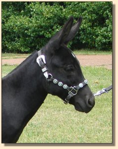 Itsy Bitsy Stardance