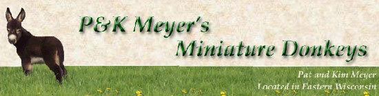 P & K Meyer's Miniature Donkeys located in Wisconsin