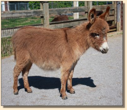 Rocket's Red Glare 4-01-09