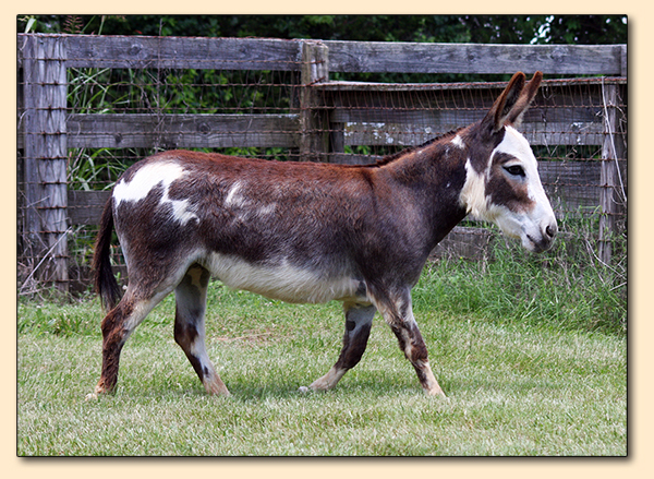 HHAA Glass Slipper, a.k.a. Cinder, Dark Spotted Jennet at Half Ass Acres Miniature Donkeys in Chapel Hill, Tennessee.