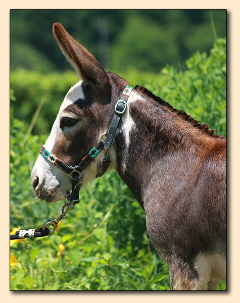 HHAA Glass Slipper, a.k.a. Cinder, Dark Spotted Jennet at Half Ass Acres Miniature Donkeys in Chapel Hill, Tennessee.