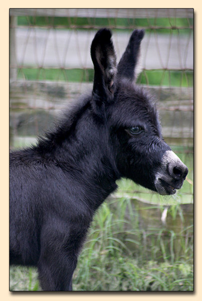 Spiked Punch, black miniature donkey for sale