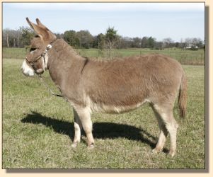 Jalan's Foxy Lady, 32&frac12;" Red Jennet