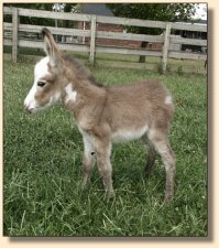 Half Ass Acres Splish Splash